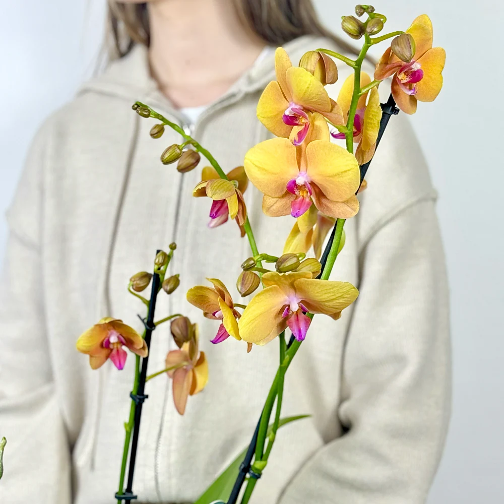 Орхидея в горшке жёлтая